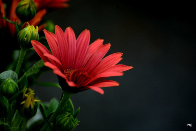 13173203_10153660385513226_2537857379484331396_o